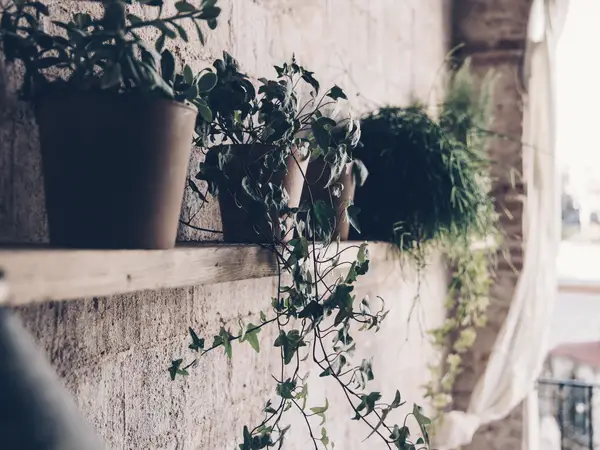 Potted plants of different sizes in different pots on a wooden shelf