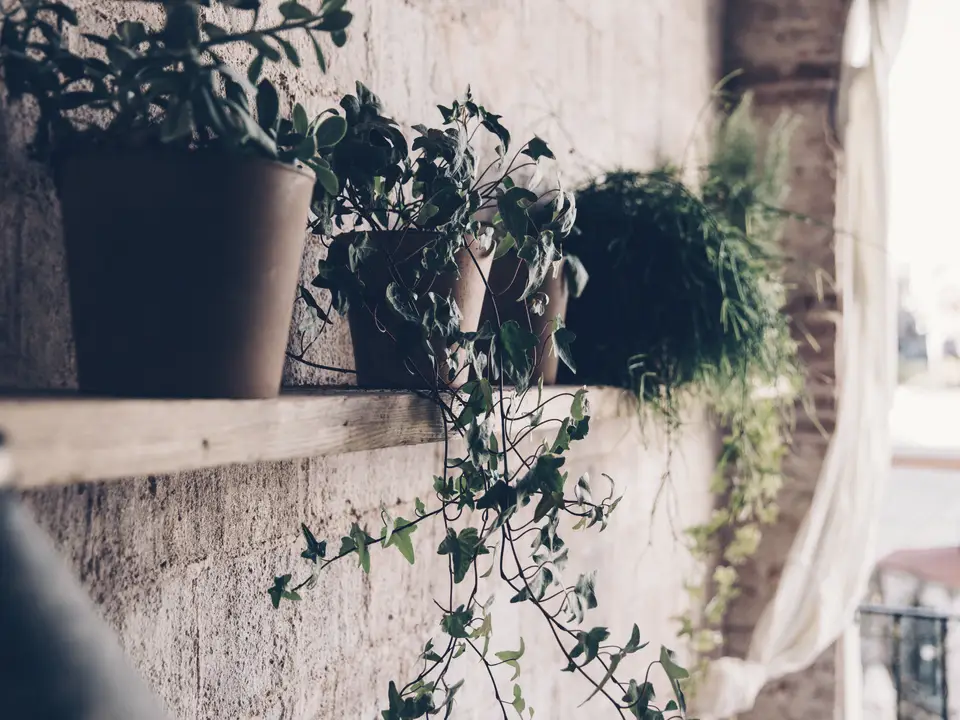 Potted plants of different sizes in different pots on a wooden shelf